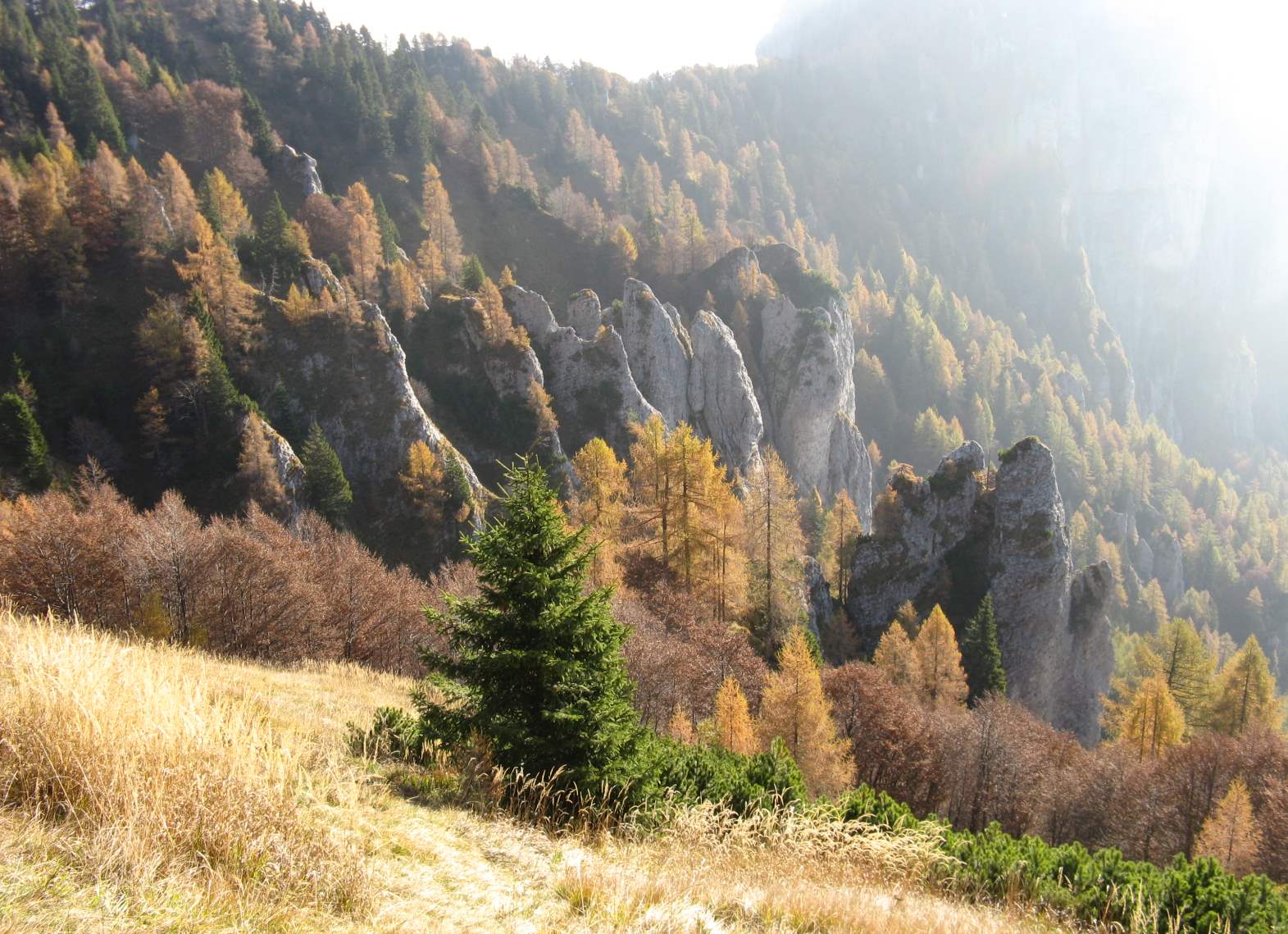 Cimon de Cajada: sulle tracce dei camosci.